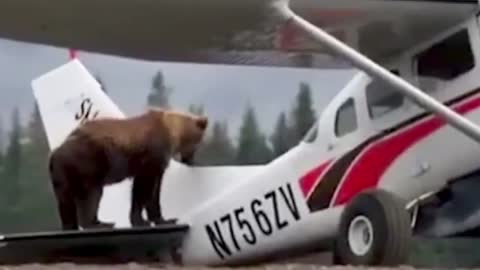 arge grizzly bear climbs onto airplane 😅