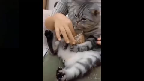 Watch this funny cute cat