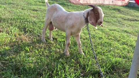 Goat stands under the umbrella