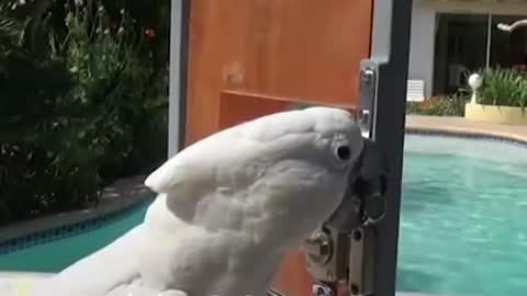 Super Smart Parrots