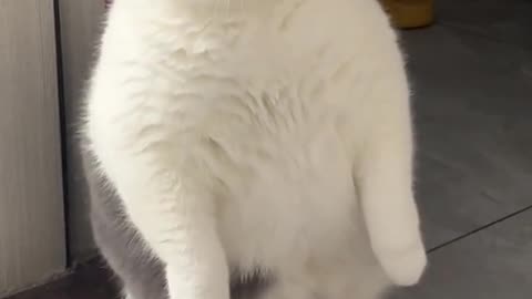 Cute Cat Funny Video2024