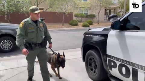 Police K-9 returns to the line of duty after recovering from stabbing