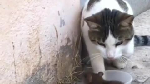 Funny animals compilation #3 cat and mouse