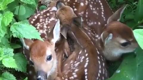 A cozy pile of fawns
