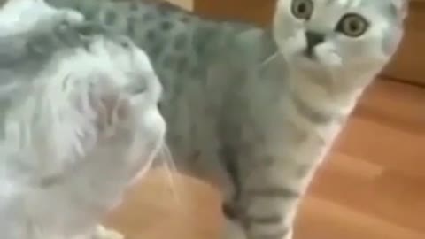 Cat gets scared by its own mirror reflection
