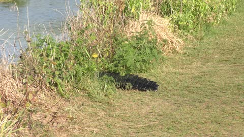 Large american alligator crossing a trail