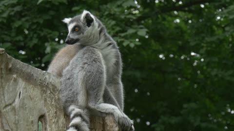 Lemurs sitting on a trunk in the wilderness