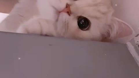 The cutest cat