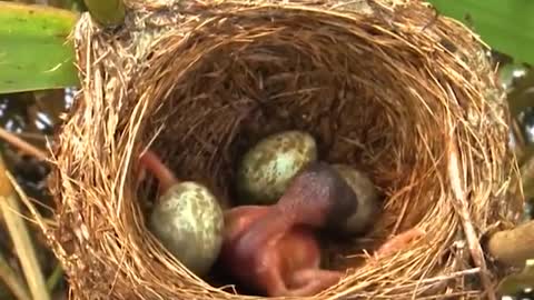 Common cuckoo chick ejects eggs of Reed werble out of the nest