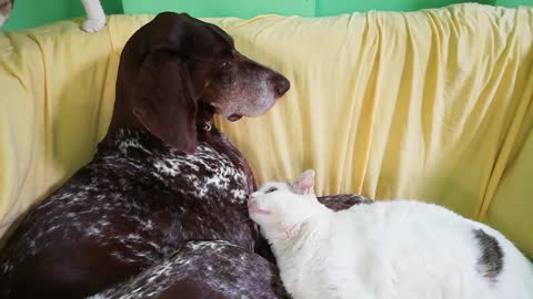 Cat is clearly in love with his doggy best friend