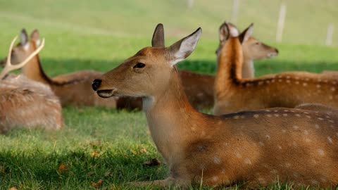 Watch the beauty of the deer, a deer species