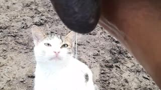 Cat Wants Cow Milk