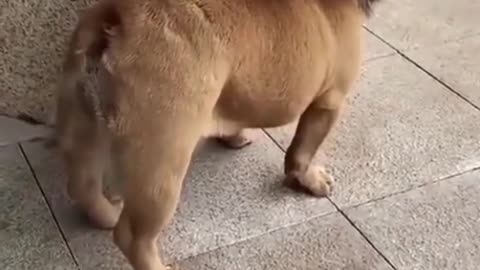 Funny DOG dressed like lion