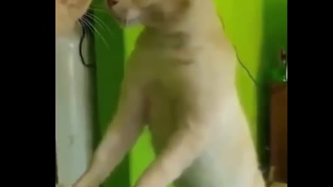 the most funny cats moments