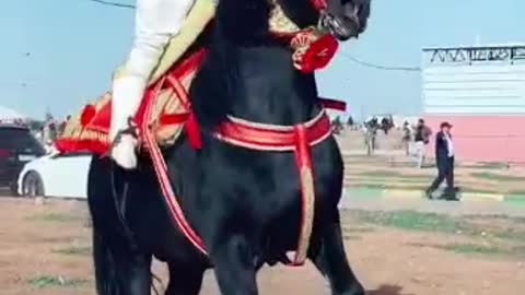 Amateurs de chevaux arabes