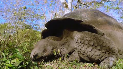 Ancient giant tortoise happily munches away on his breakfast