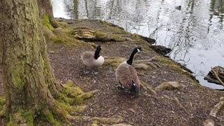 Geese is looking for food