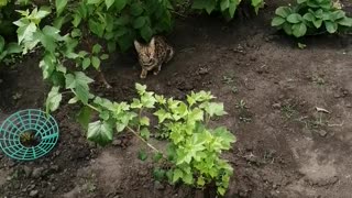 The cat is under the bushes.