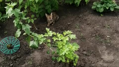 The cat is under the bushes.