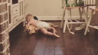 Baby boy in diaper body slams orange cat