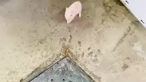 Adorable little piglet is a Hungry Lil fella