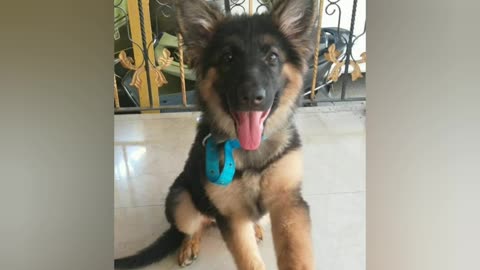 Transformation of german shefeard dog from 1month to 9 month