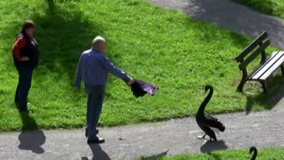 angry swan attacks people