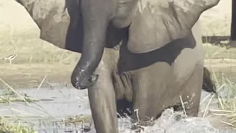 Elephant Stomps and Tosses Crocodile