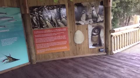 Flamingo Land Zoo Penguins full walk through