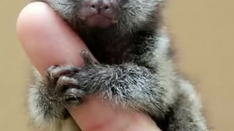 South America finger monkey ￼