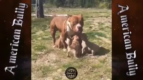 Amazing bully