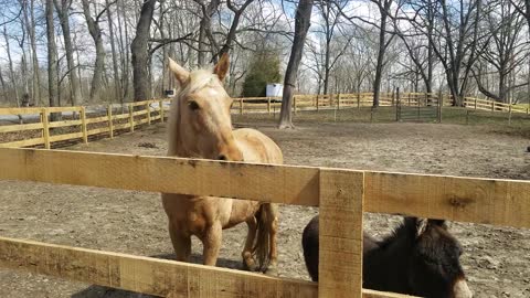 Petting a donkey and two horses