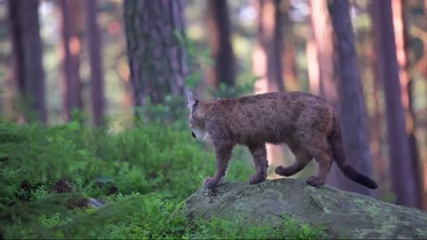 Puma | Cougar | Panther | Animals | Wild Cat | No Copyright Video | Stock Footage