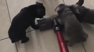 Watch these puppies "help out" with the housework