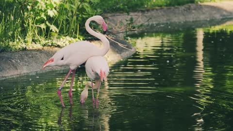 2 Flamingos, Dancing