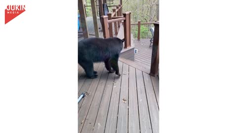 Cat Scares Off Bear!