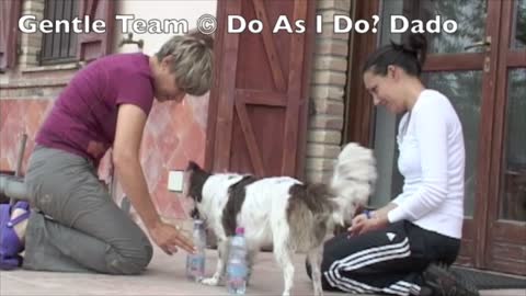 Training your Dog!
