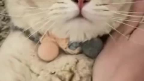 FUNNIEST CATS VIDEO 🐈