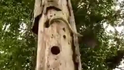 Woodpecker vs Snake Fight