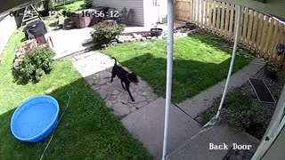 Flying Dog Caught On Camera
