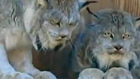 Very Angry Lynx.