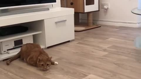 Cat immediately reacts with impressive jump