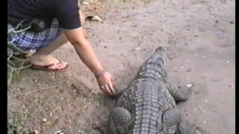 Woman Nearly Gets Hand Bitten Off By Alligator
