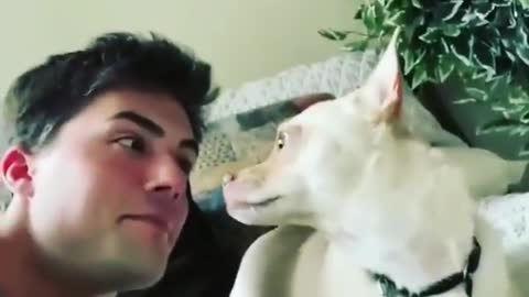 funny dog shocked face || funny dog faces memes