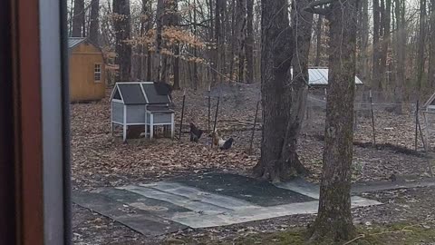 Cat guarding the chickens !