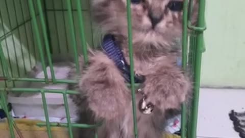 The magical baby cat can stand up and ask to open the cage with a pitiful face