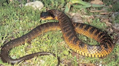 Top ten most deadliest Snake in the world