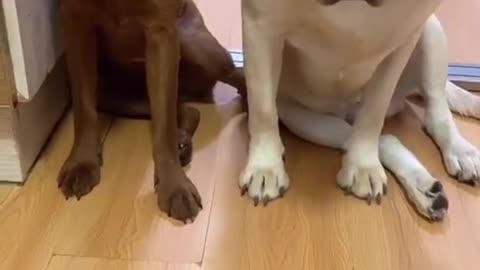 Funny behavior of dogs