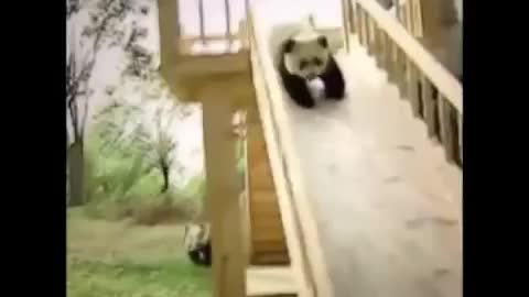 Video of funniest animals that you will see here on the channel