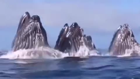 whales devouring fish 🐳